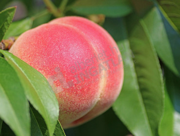 Barackfa utca-budapest-xi-kerulet-barackfa-utca_6.jpg